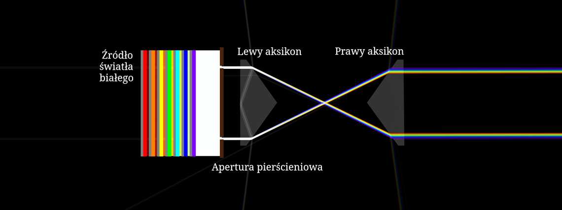 Para aksikonów tworzących tęczowy pierścień